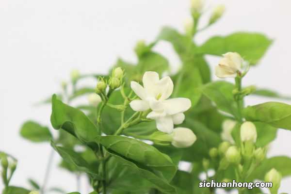 网购的茉莉小苗怎么养