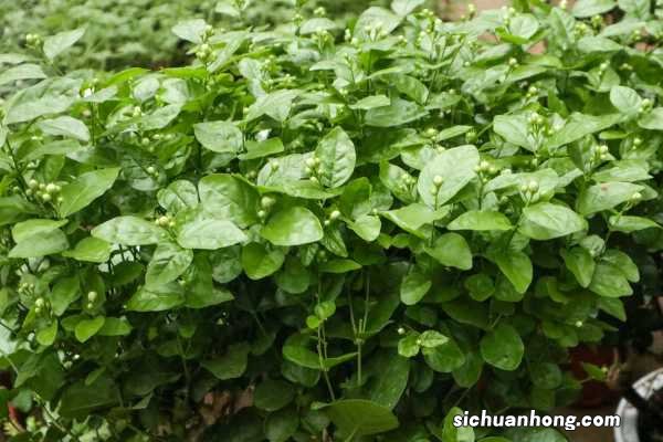 茉莉如何修剪成树形