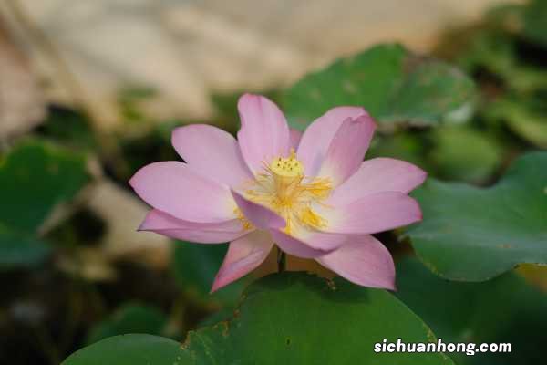 莲花几月开,怎么养