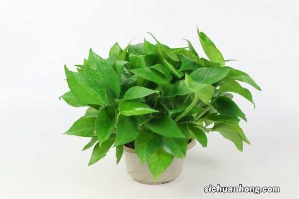 别养绿萝了,过年来盆香香花,满屋飘香精神好!