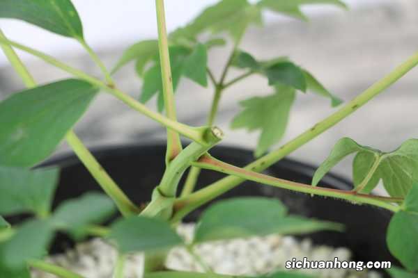 牡丹花谢了怎么修剪