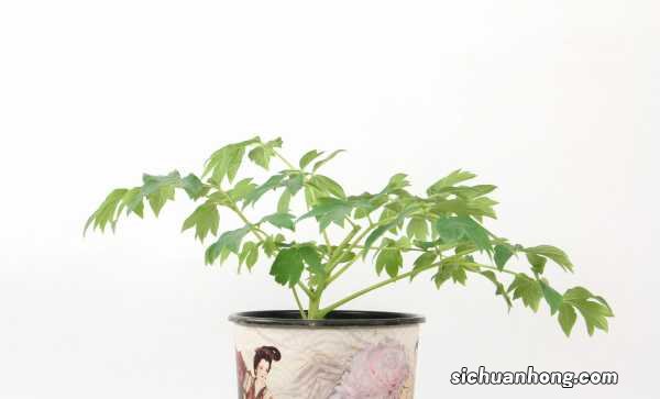 牡丹的施肥时间及方法