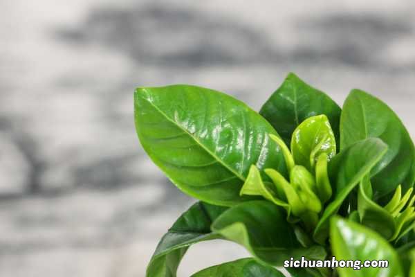 养桅子花禁忌是什么