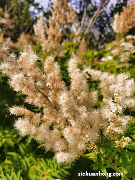 珍珠梅的养殖方法大全