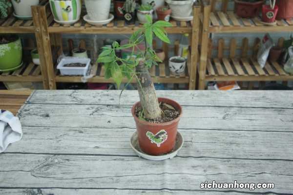 发财树摆放在哪里比较好