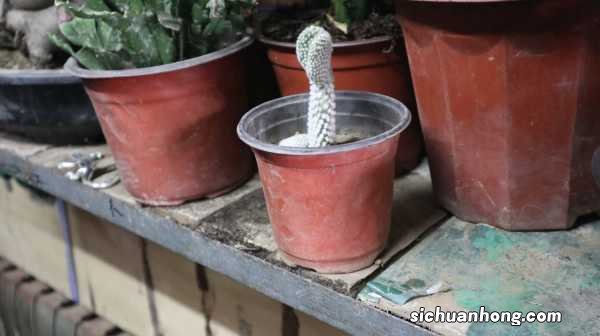 仙人掌怎么修剪