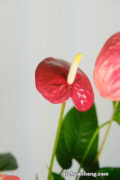 水培、土培、冬季处理方法 红掌叶子发黄怎么补救