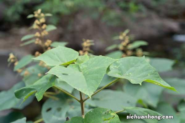 泡桐的功效和作用