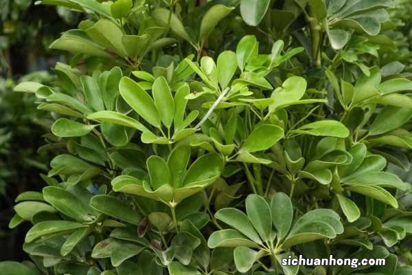 鹅掌木什么季节打顶