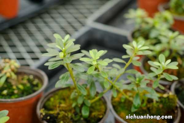 这“4种”花,开的花有巴掌大,颜色鲜艳赛杜鹃!