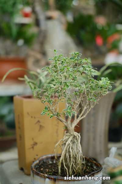 这花就是金罐子，大爷花26万买进门，几年后价值上亿！