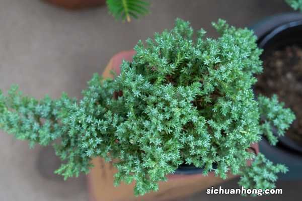 这花就是金罐子，大爷花26万买进门，几年后价值上亿！