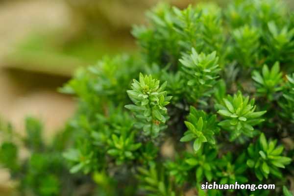 这花就是金罐子，大爷花26万买进门，几年后价值上亿！