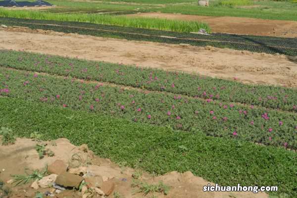 太阳花籽什么时候播种