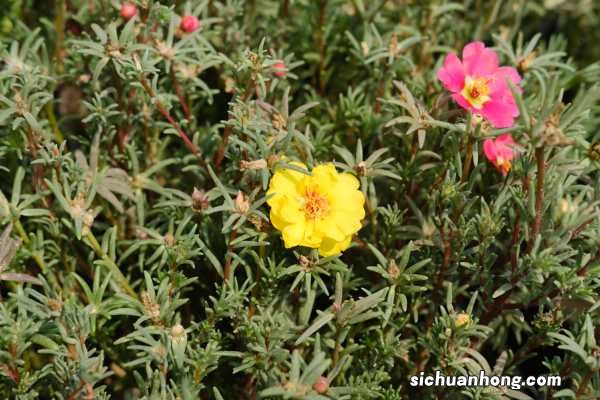 太阳花籽什么时候播种