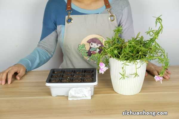 太阳花籽什么时候播种