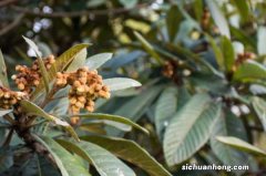 枇杷的种子可以种吗