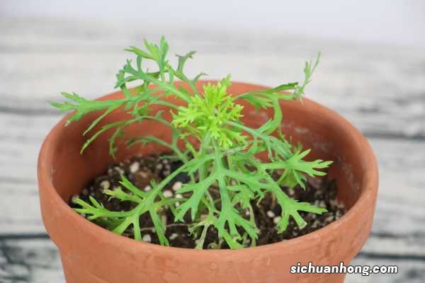 玛格丽特如何过冬