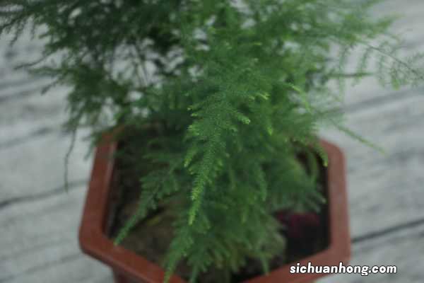 文竹适合用什么泥土