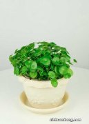 铜钱草叶子小怎么回事