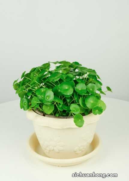 铜钱草叶子小怎么回事