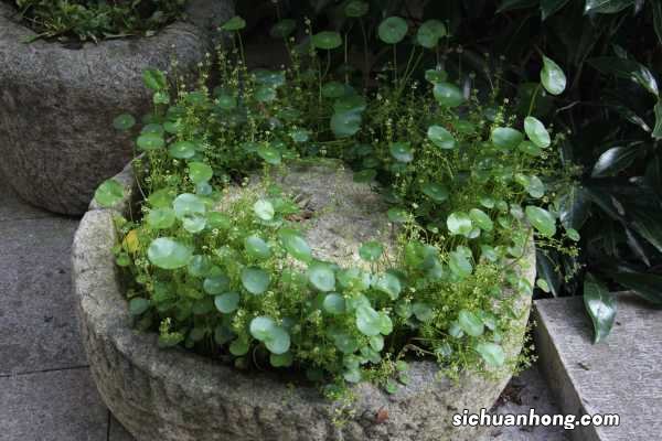 铜钱草叶子小怎么回事