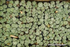 仙人球可以防辐射吗