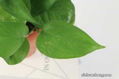 什么植物可以用啤酒擦 啤酒擦绿萝叶子行吗