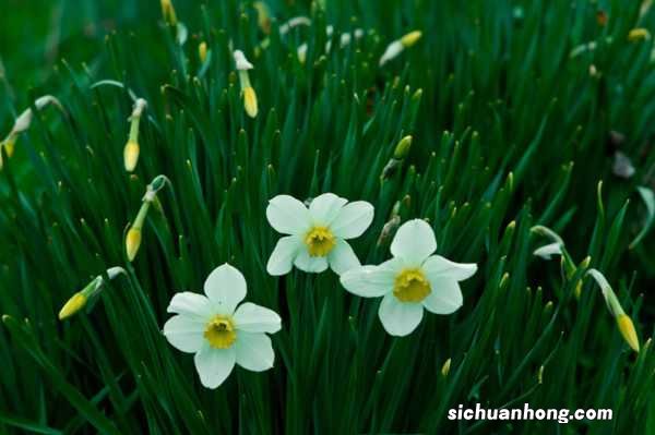 水仙花倒伏怎么办