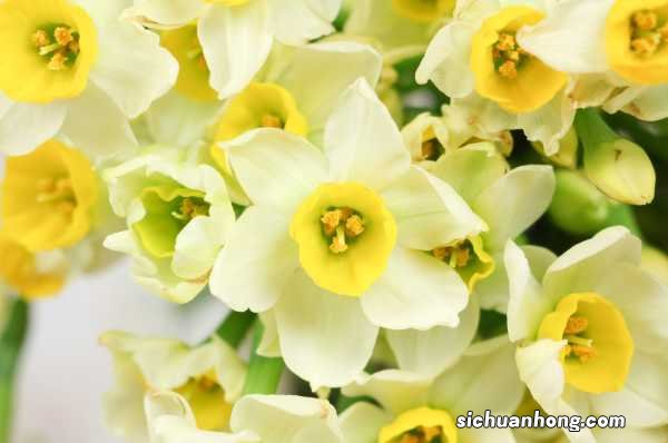 水仙花倒伏怎么办