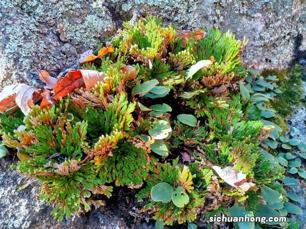 卷柏有什么作用