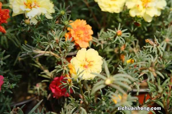 太阳花到冬季怎么处理