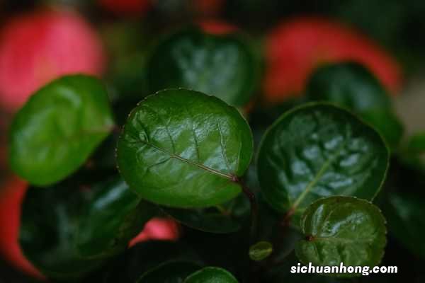 羽叶福禄桐的养殖方法和注意事项