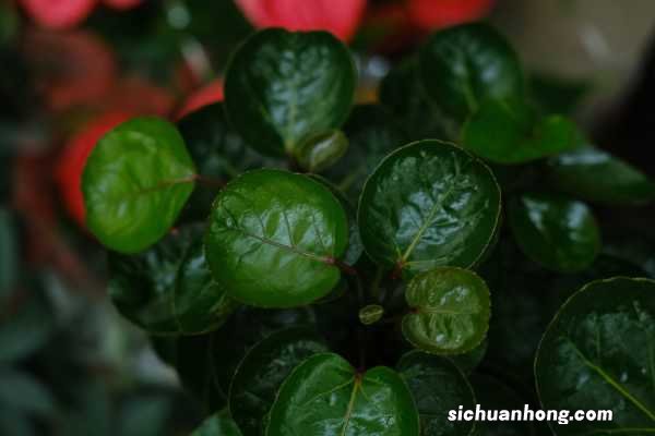 羽叶福禄桐的养殖方法和注意事项