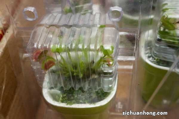 捕蝇草浇什么水，多久浇一次水