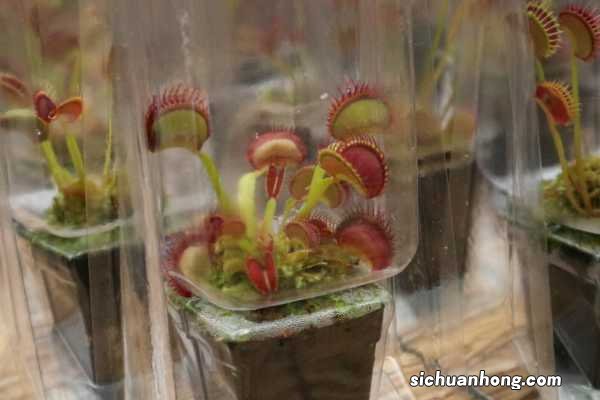 捕蝇草种子用什么土，什么时候种
