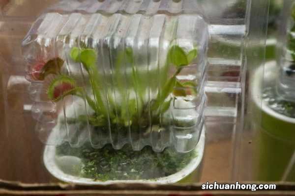 捕蝇草种子多久发芽，能活多久