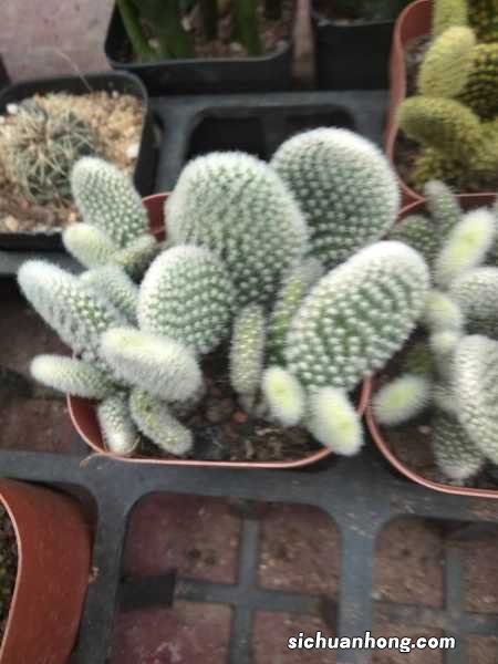 仙人掌扦插方法