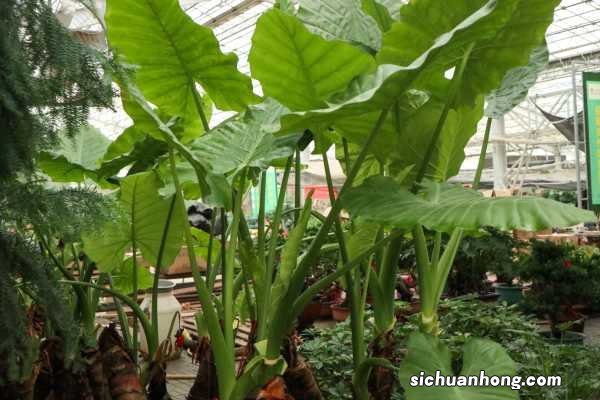 滴水观音砍头教程