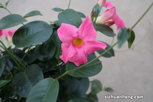 飘香藤如何搭架