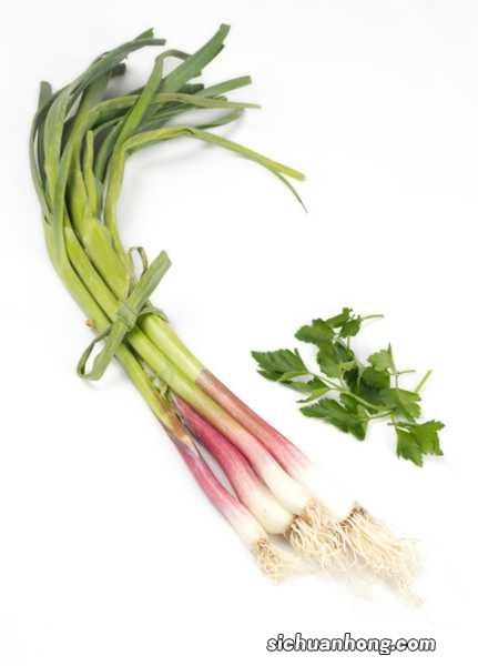 盆栽葱如何越来越粗