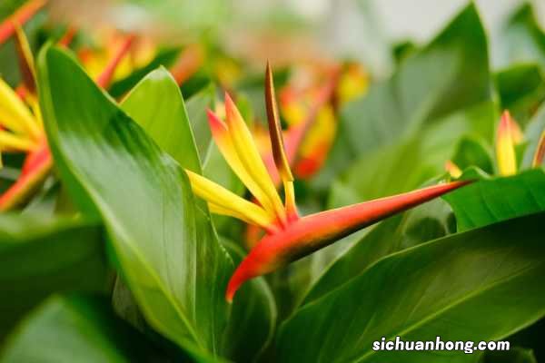 天堂鸟的养殖方法和注意事项