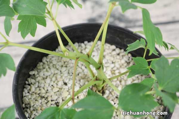 牡丹花怎样种植及施肥