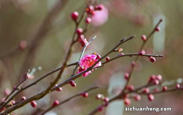 梅花的养殖方法和注意事项