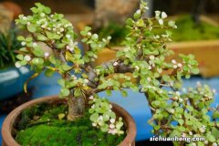 金枝玉叶花的养殖方法和注意事项