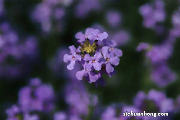 蓝香芥的作用是什么