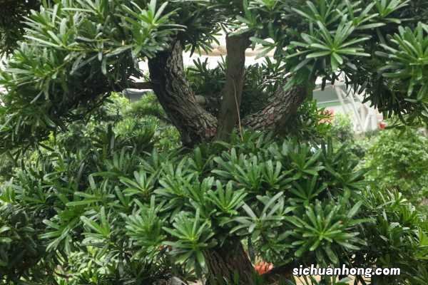 罗汉松怎样长粗不长高