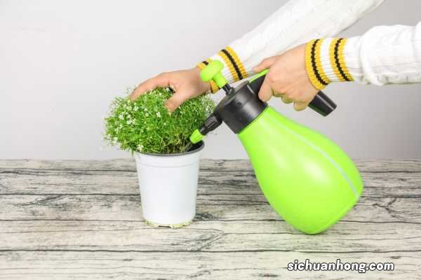 满天星可以水养吗