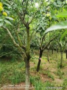 核桃树春天可以修剪吗，该怎么剪？