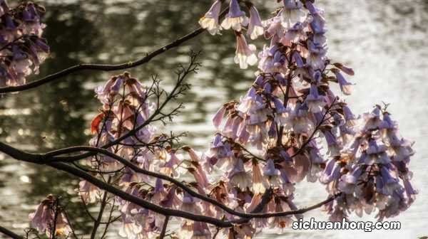 泡桐的花语和文化传说